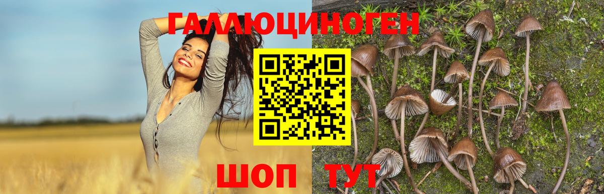 Псилоцибиновые грибы Psilocybe Сызрань